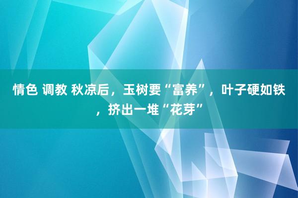 情色 调教 秋凉后，玉树要“富养”，叶子硬如铁，挤出一堆“花芽”