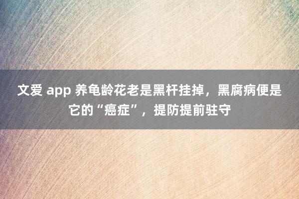 文爱 app 养龟龄花老是黑杆挂掉，黑腐病便是它的“癌症”，提防提前驻守